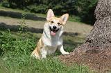 CORGI PEMBROKE 244